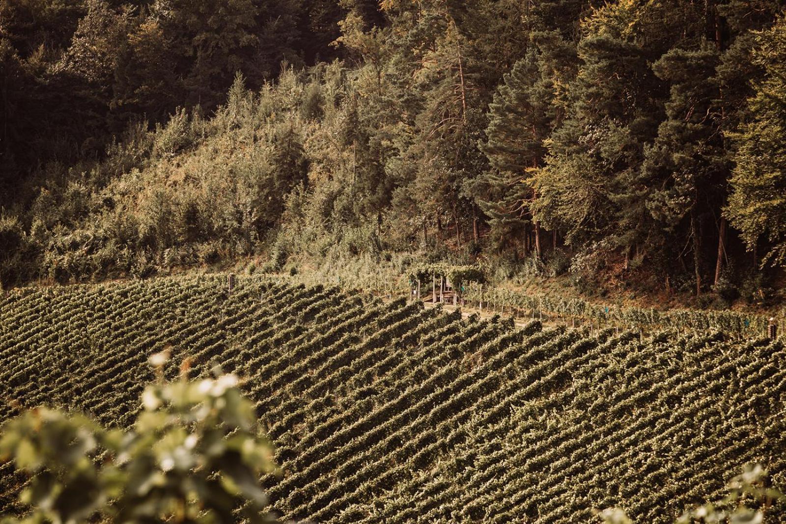 Weingut Kollerhof Am Eichberg Villa Leutschach Luaran gambar